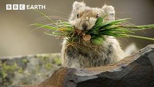 Video post by @bbcearth on YouTube
