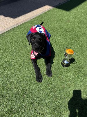 Video post by @pedri on TikTok