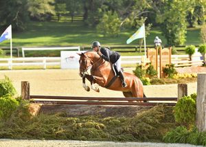 Image post by @kyhorseshows on Instagram