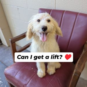 Image post by @northmeckanimalrescue on Instagram