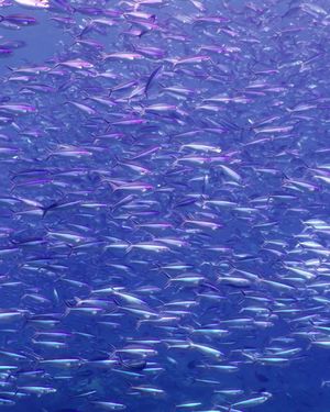 Image post by @discovery on Instagram