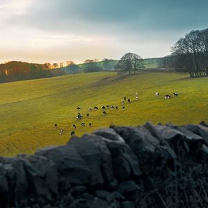 Image post by @arladairyuk on Instagram