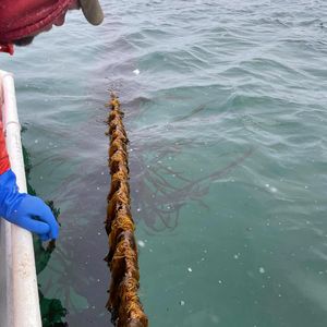 Image post by @atlanticseafarms on Instagram