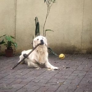 Image post by @mikethewhitegolden on Instagram