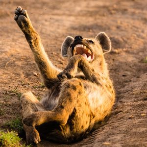 Image post by @animalplanet on Instagram