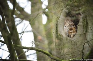 Image post by @rspb on Instagram