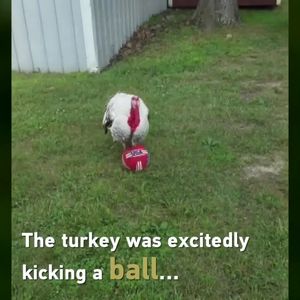Video post by @Coerversoutheast on Facebook