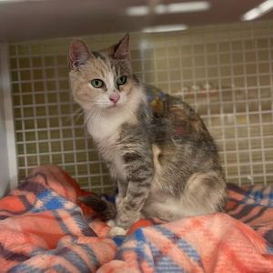 Image post by @whitmanpets on Instagram