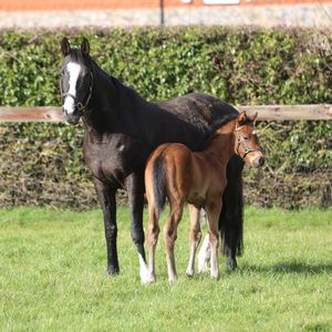 Image post by @juddmonte on Instagram