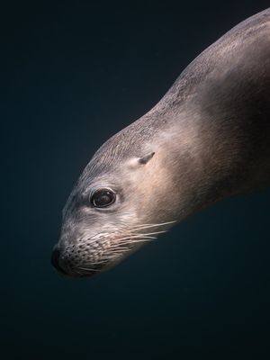 Image post by @discovery on Instagram