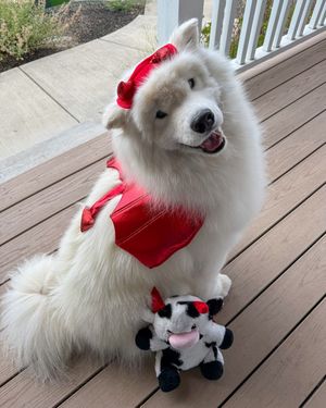 Image post by @petsmart on Instagram