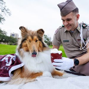 Image post by @reveille on Twitter