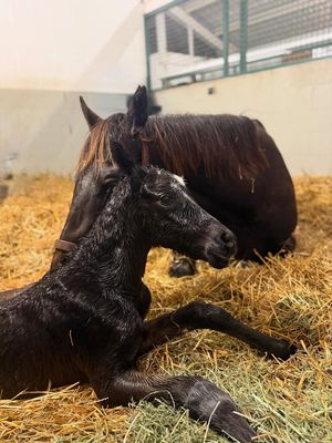 Image post by @godolphin on Instagram