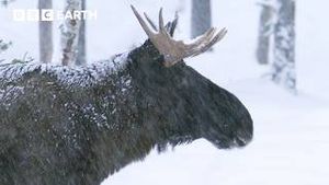 Video post by @bbcearth on YouTube