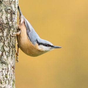 Image post by @rspb on Instagram
