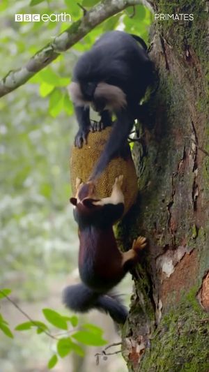 Video post by @bbcearth on Instagram