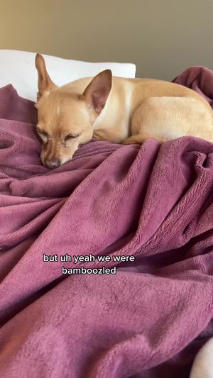 Video post by @oliviamancuso__ on TikTok