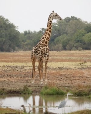 Image post by @chiawasafaris on Instagram
