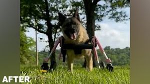Video post by @walkinpets on YouTube