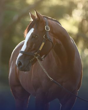 Image post by @coolmoreamerica on Instagram