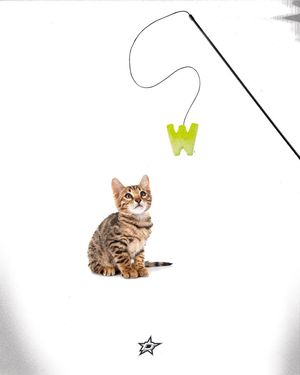 Image post by @dallasstars on Instagram