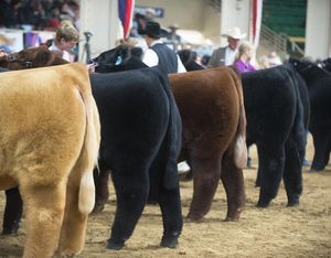 Image post by @nationalwestern on Instagram