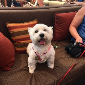 Image post by @theironhorsehotel on Instagram