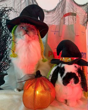 Image post by @petsmart on Instagram