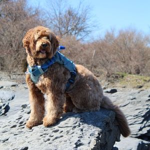 Image post by @petsmart on Instagram