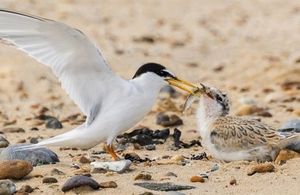 Image post by @rspb on Instagram