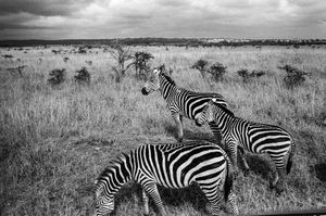 Image post by @leica_camera on Instagram