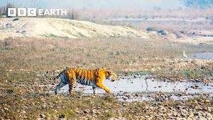 Video post by @bbcearth on YouTube