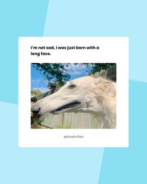 Image post by @bluebuffalo on Instagram
