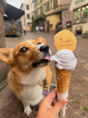 Image post by @ziggy_thecorg on Instagram