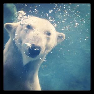 Image post by @sandiegozoo on Instagram