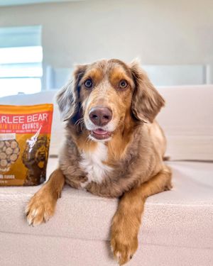 Image post by @charlee_bear_dogtreats on Instagram