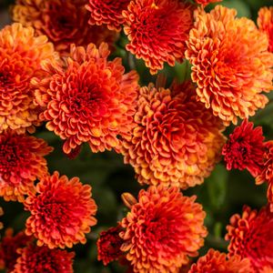 Image post by @ahs_gardening on Instagram