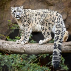 Image post by @sandiegozoo on Instagram