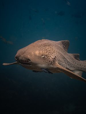 Image post by @discovery on Instagram