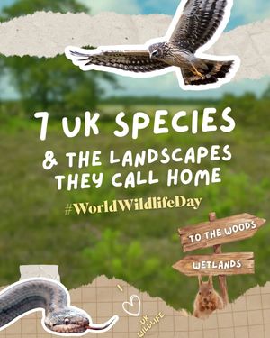Image post by @rspb on Instagram
