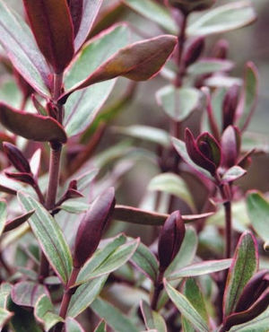 Image post by @ahs_gardening on Instagram