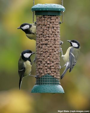 Image post by @rspb on Instagram