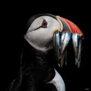 Image post by @rspb on Instagram