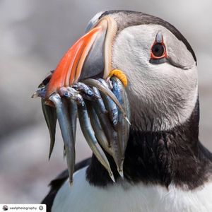 Image post by @rspb on Instagram