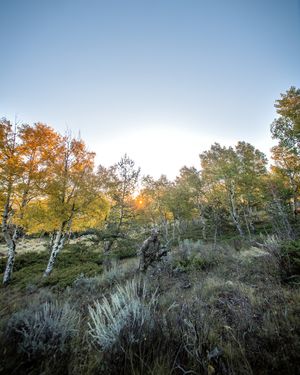 Image post by @realtreeoutdoors on Instagram