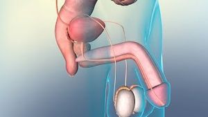 Video post by @nucleusmedicalmedia on YouTube