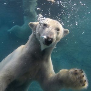 Image post by @sandiegozoo on Instagram