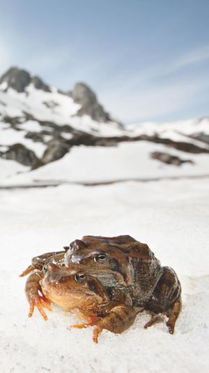 Video post by @bbcearth on Instagram