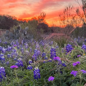 Image post by @txextension on Instagram