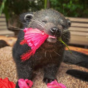 Image post by @sandiegozoo on Instagram